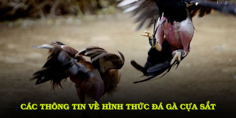 Đá gà cựa sắt - Thể thức chọi gà siêu hấp dẫn tại 188bet 1 Các thông tin quan trọng về hình thức đá gà cựa sắt
